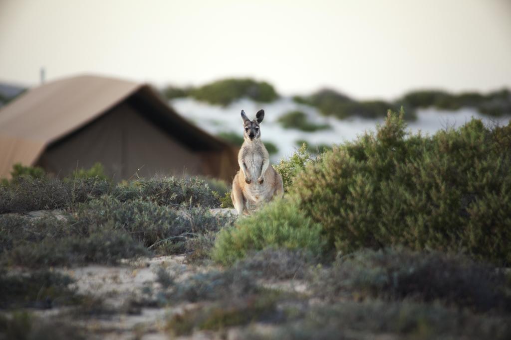 Sal Salis Ningaloo Reef Hotel เอ็กซ์มัธ ภายนอก รูปภาพ